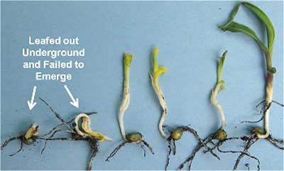 EARLY PLANTING CONSIDERATIONS FOR CORN